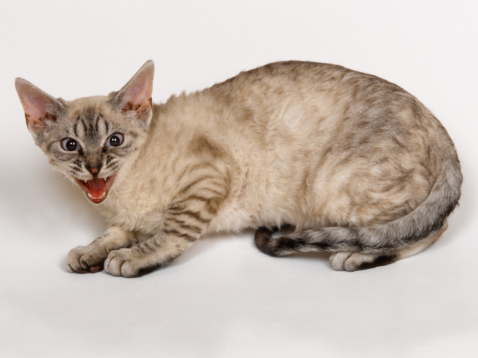 angry cat with open mouth