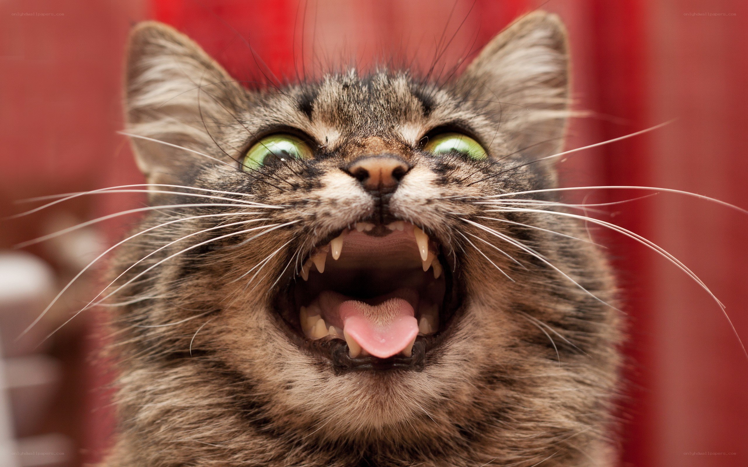angry cat with open mouth