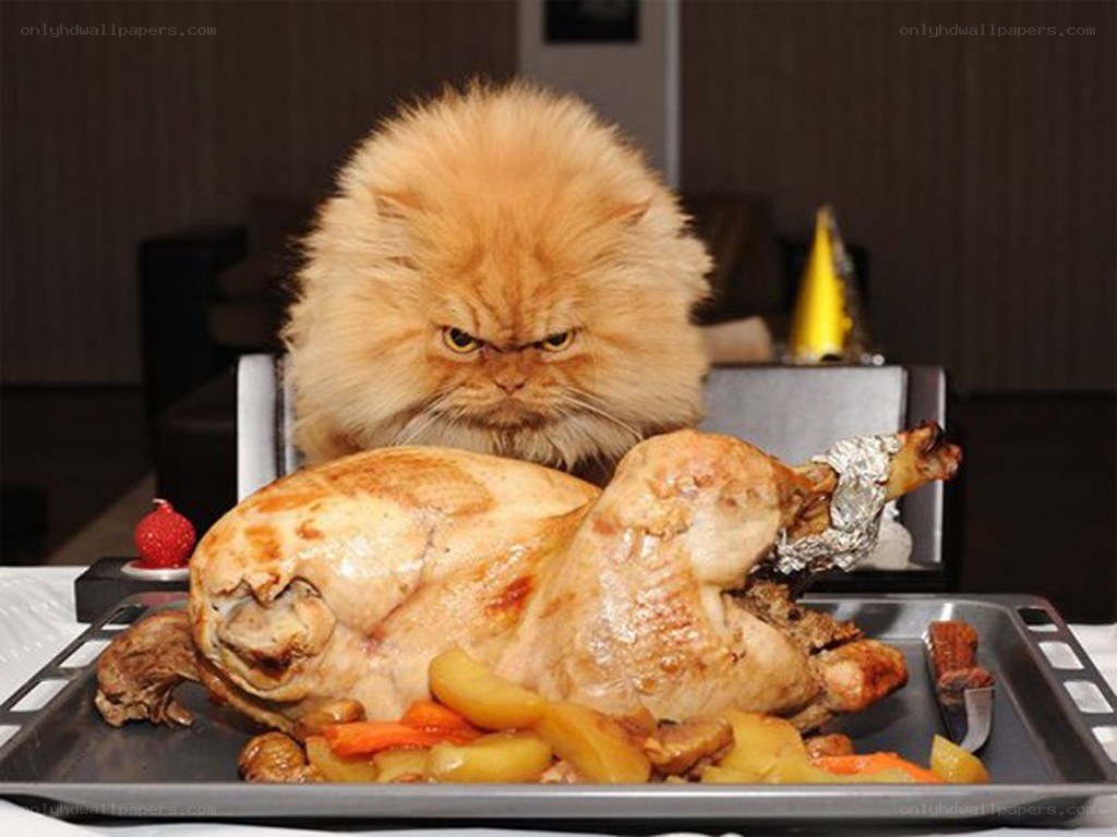 angry cat with roasted turkey