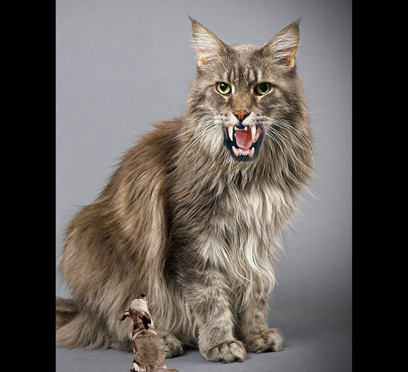 Angry cat with small dog