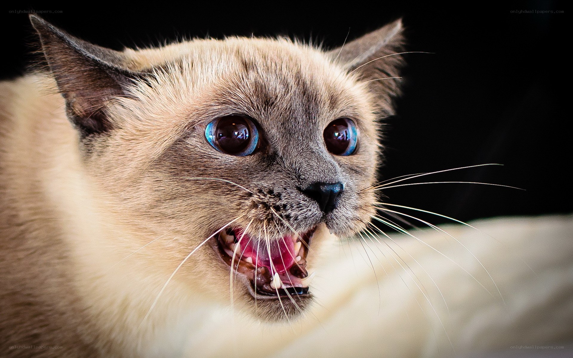 angry cat with wide eyes