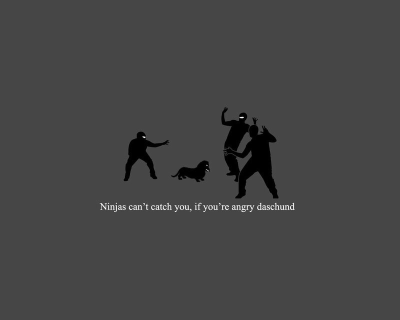 angry daschund vs ninjas