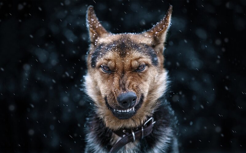 Angry Dog in Snow