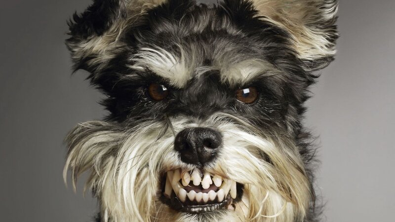 angry dog showing teeth