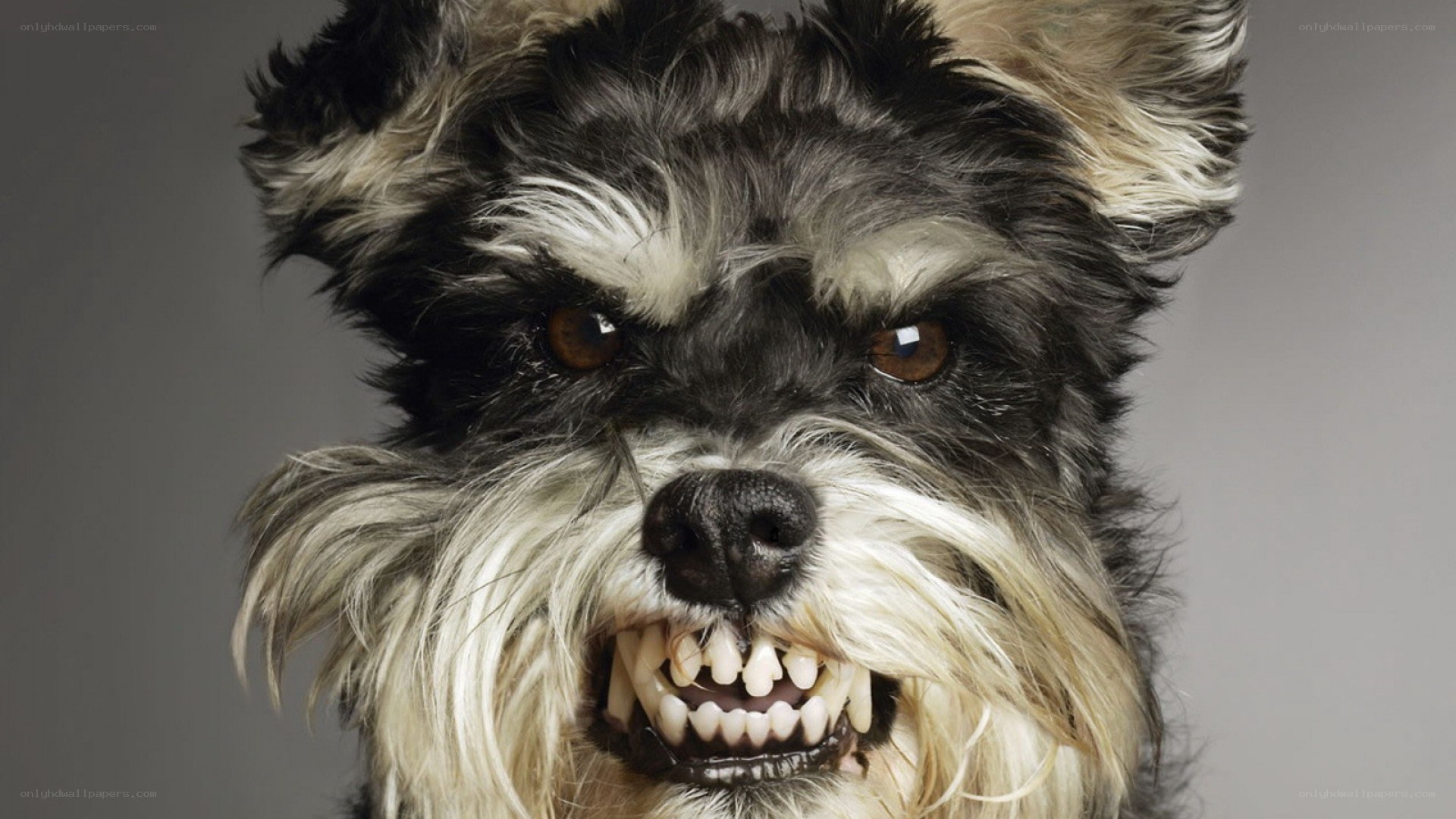 angry dog showing teeth