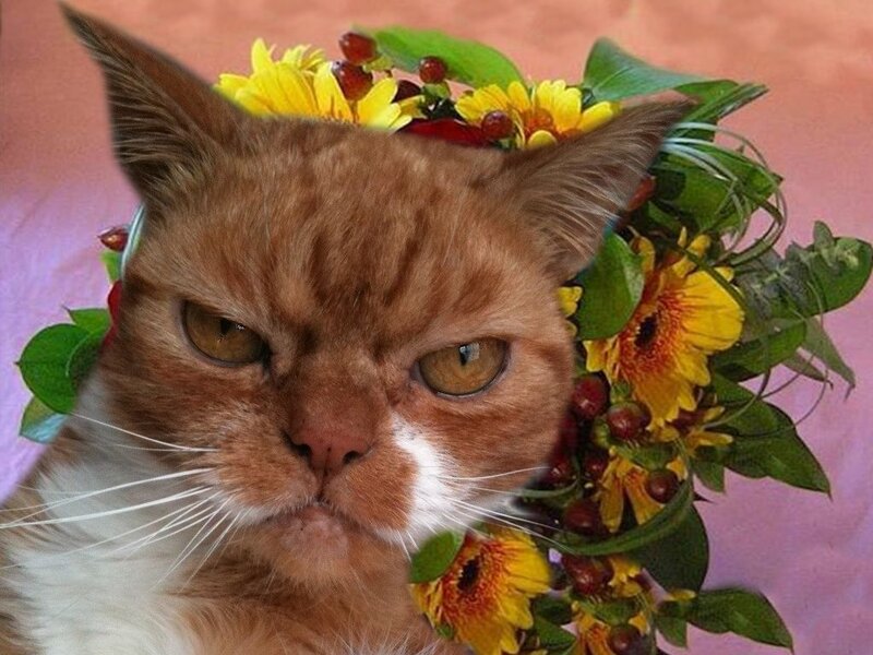 Angry Ginger Cat — Orange, Grumpy