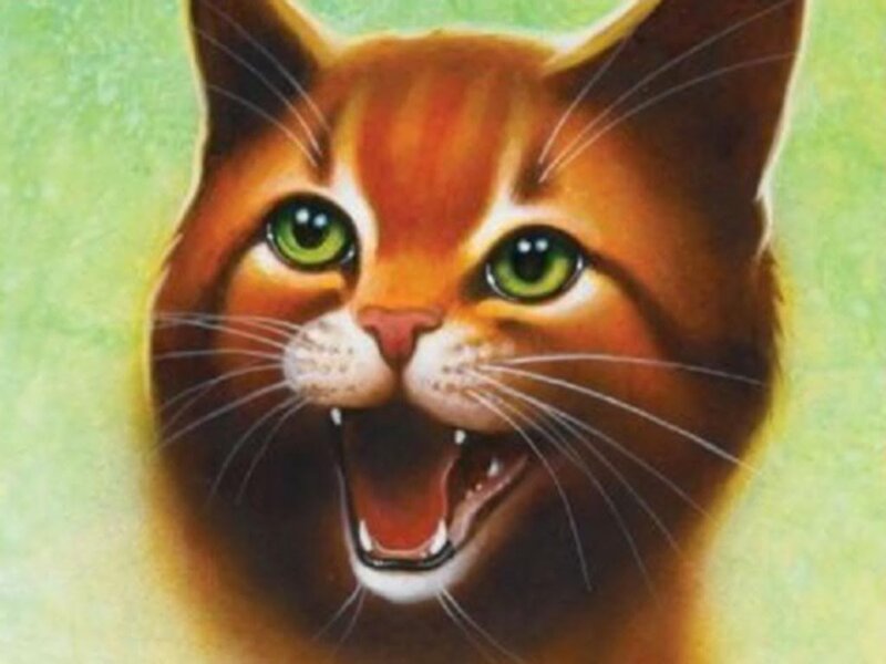 Angry Ginger Cat — Orange
