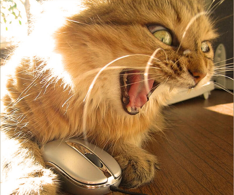 Angry Ginger Cat