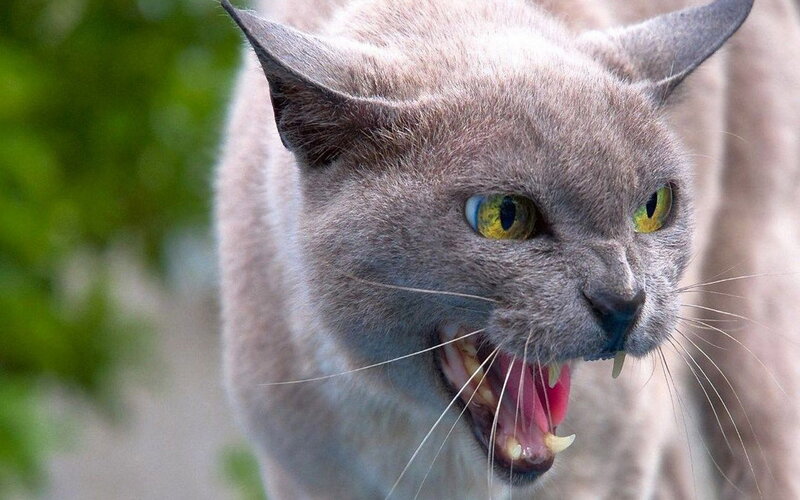 Angry Gray Cat — Aggressive, Photograph