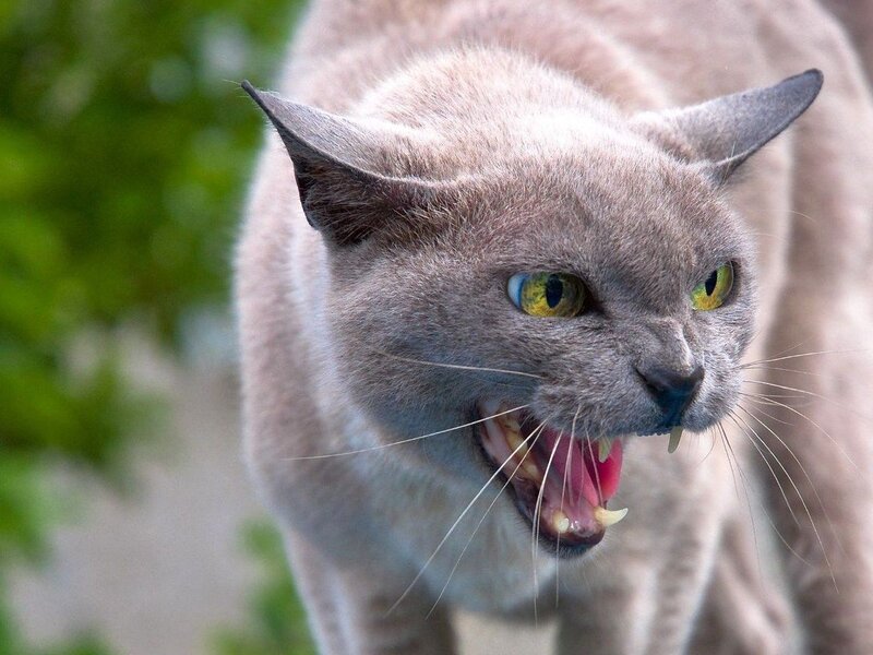 Angry Gray Cat — Aggressive