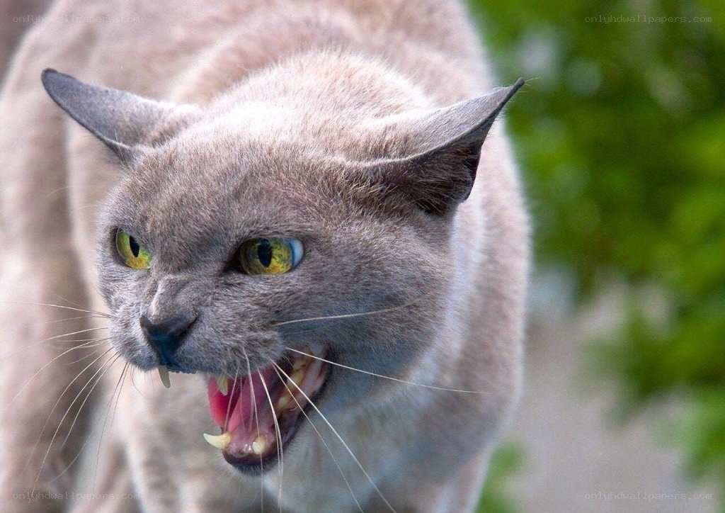 angry gray cat snarling