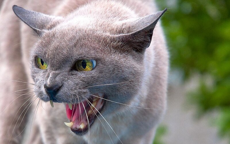 Angry Gray Cat