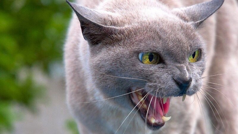 angry gray cat with bared teeth