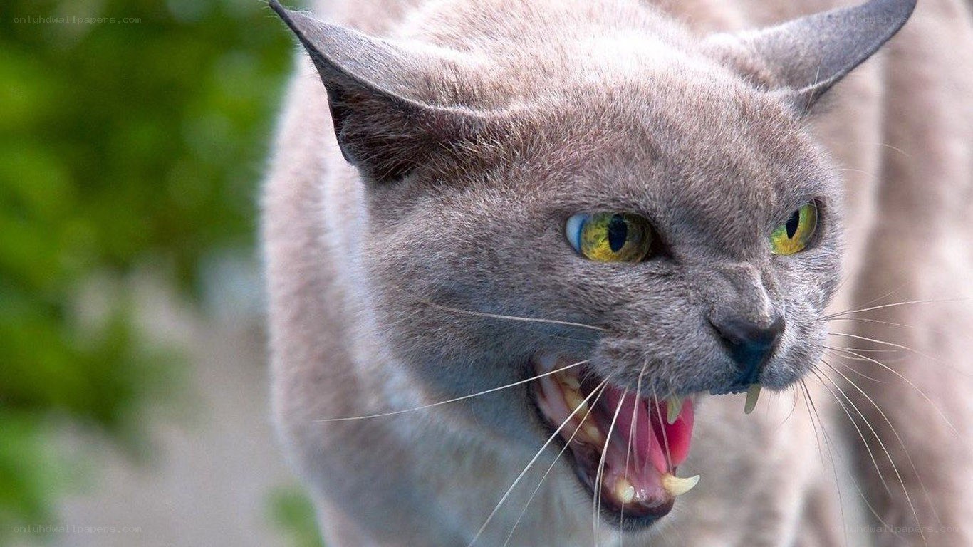 angry gray cat with bared teeth