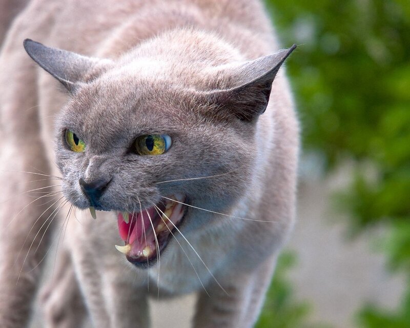 angry gray cat with bared teeth
