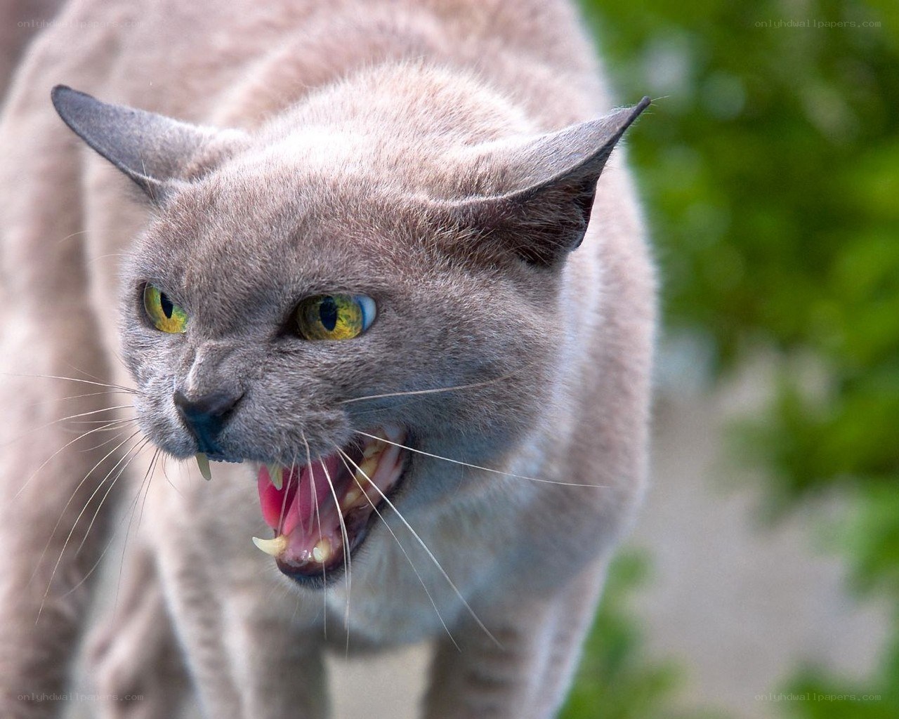 angry gray cat with bared teeth
