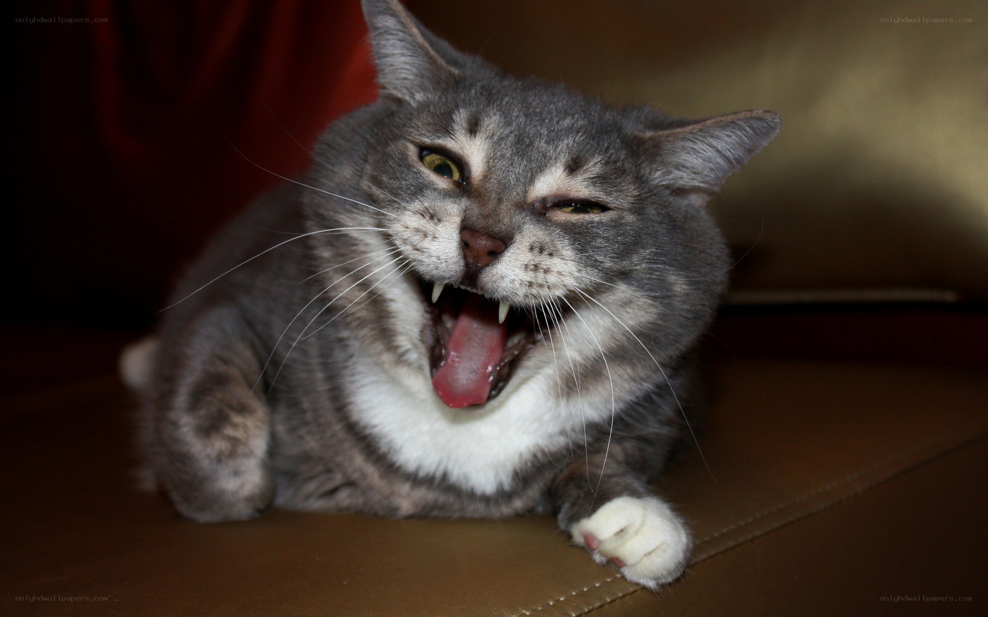 angry gray cat yawning