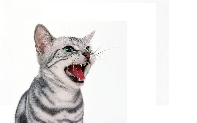 angry gray tabby cat