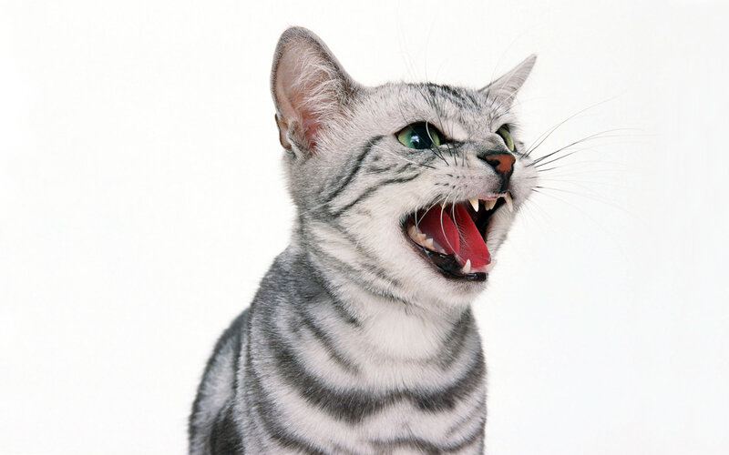 angry gray tabby cat
