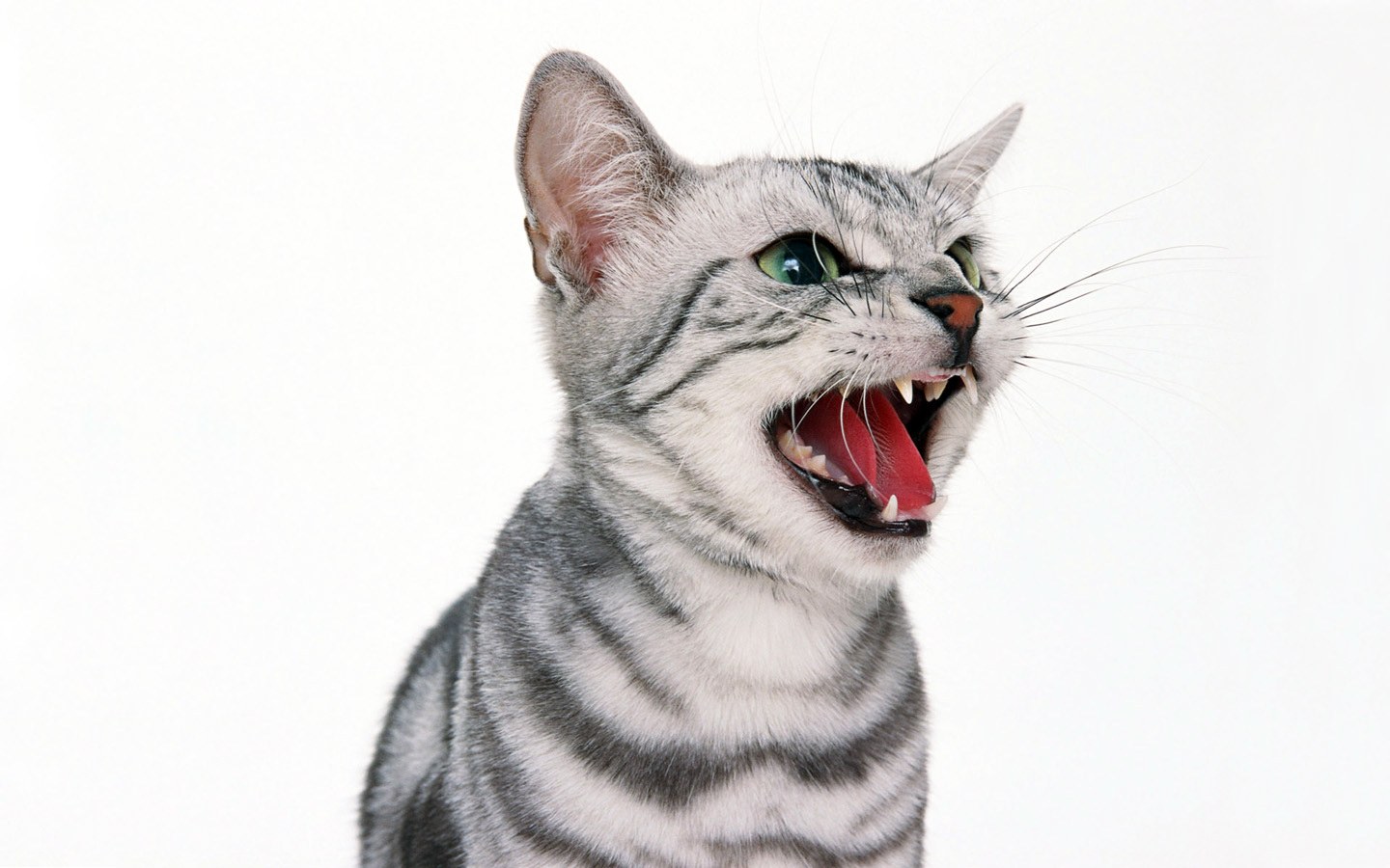 angry gray tabby cat