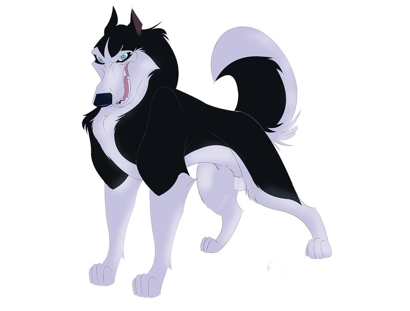 Angry Husky Dog