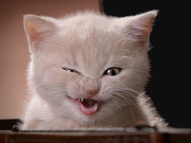 angry kitten face