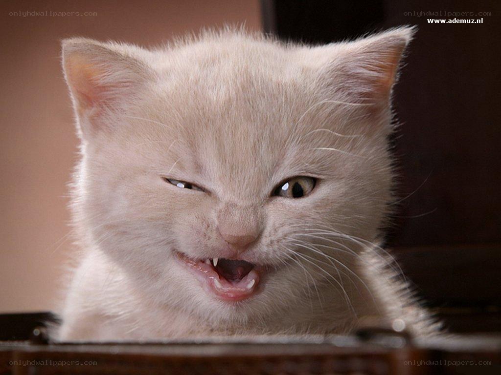 angry kitten face