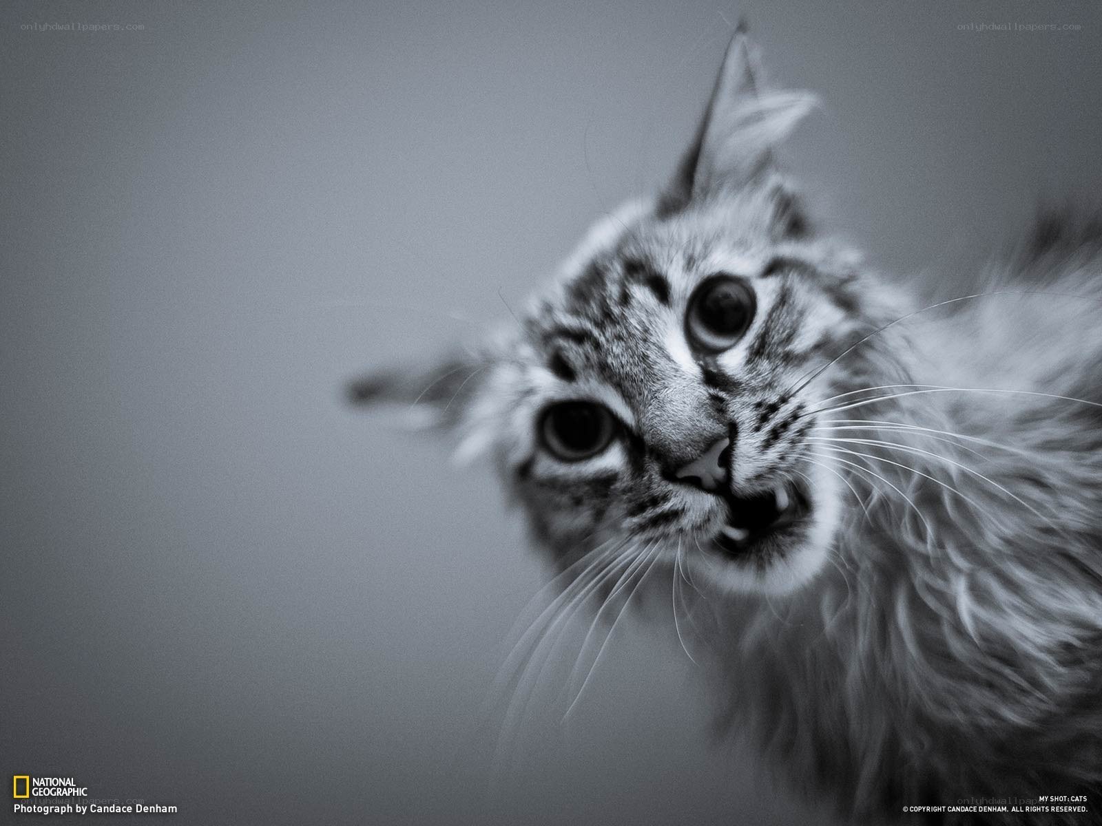 angry kitten in black and white