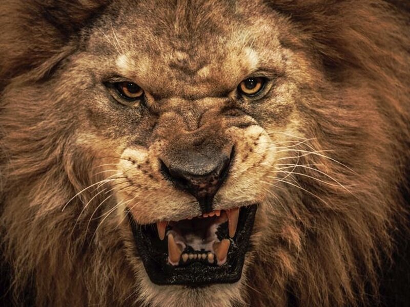 Angry Lion Face