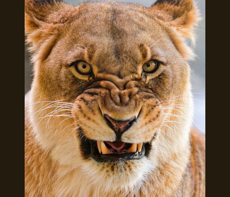 Angry Lioness Face