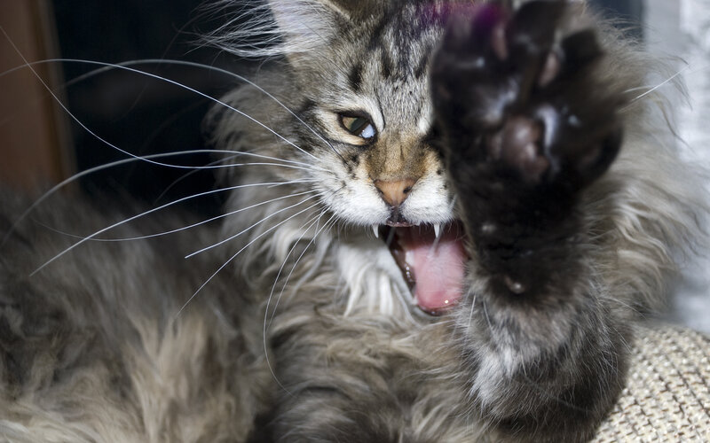 angry long-haired cat