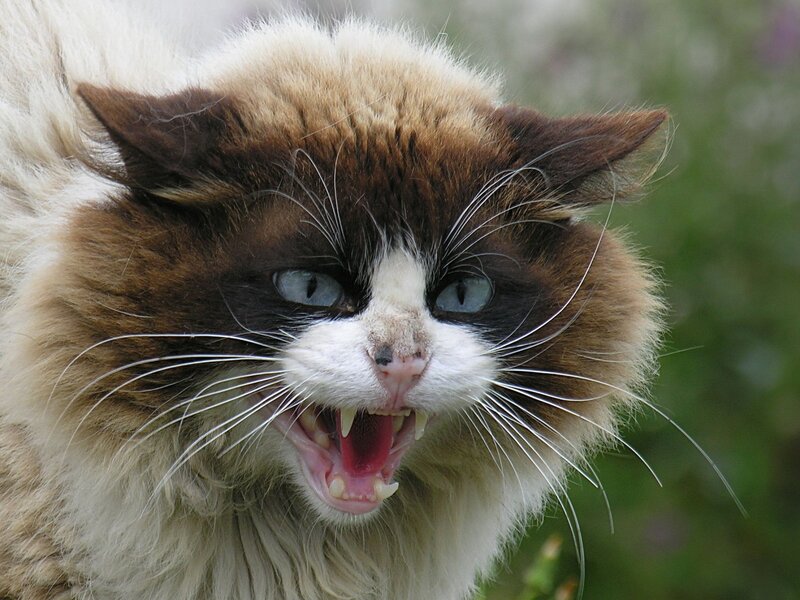 Angry Long-haired Cat — Brown, Aggressive, Photograph