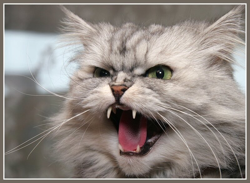 Angry Long-haired Cat — Gray