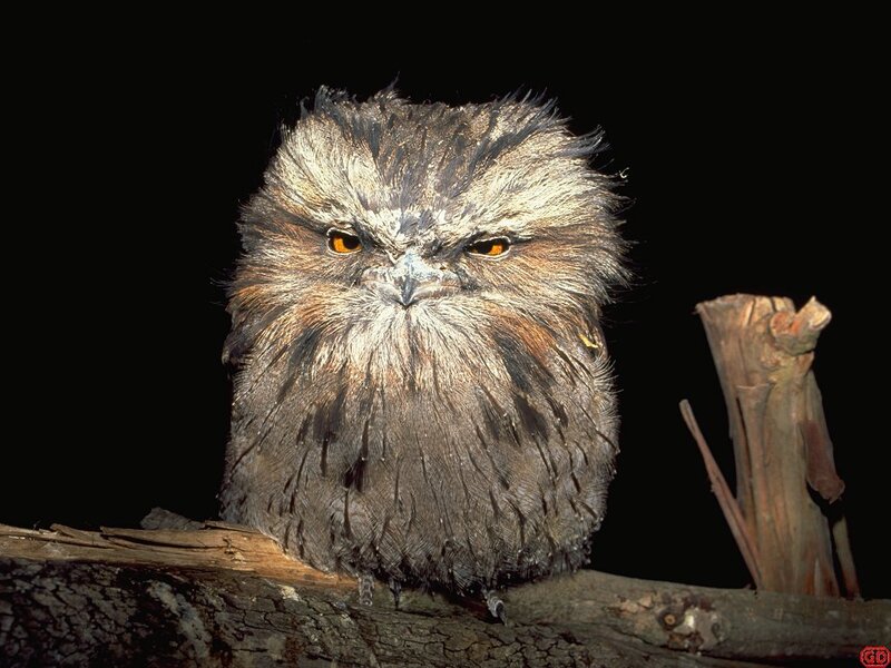 angry-looking frogmouth bird