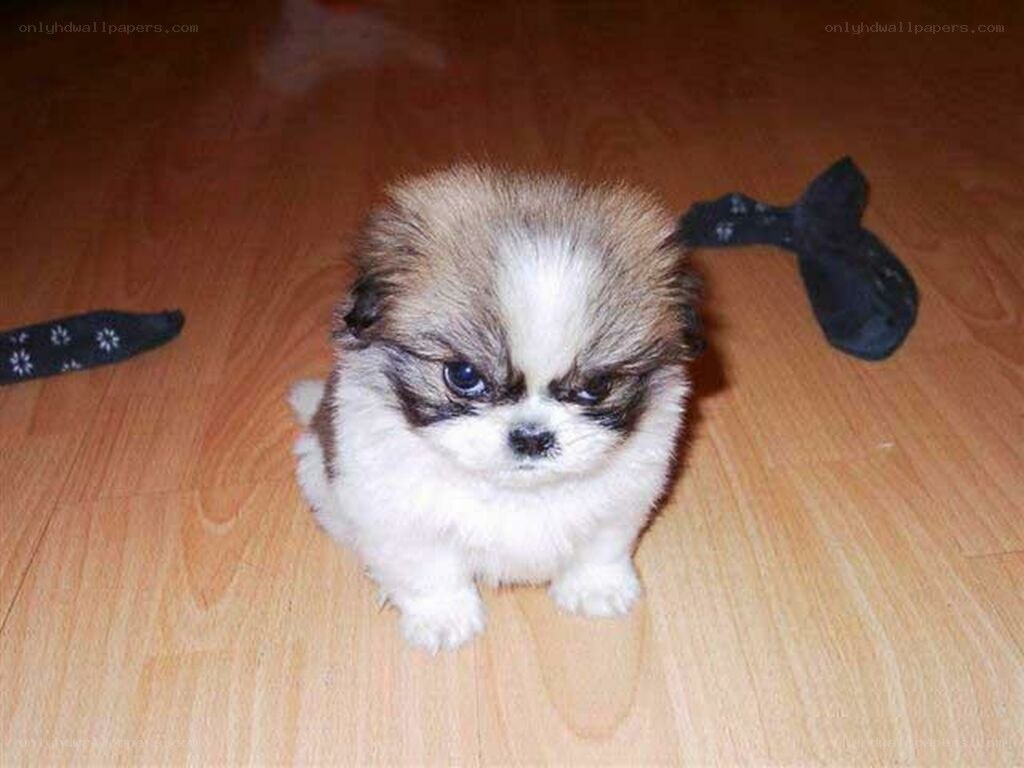 angry-looking puppy