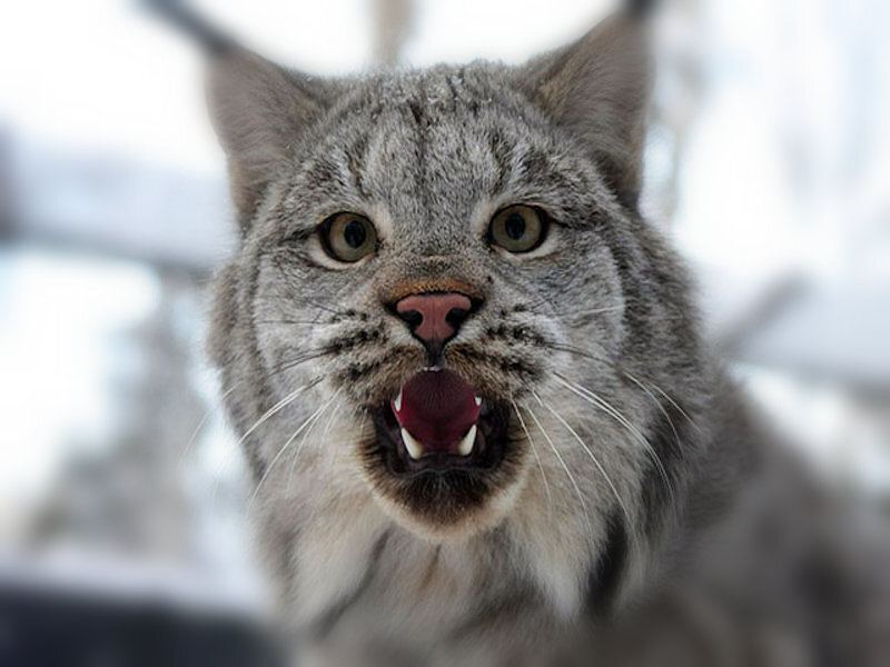 angry lynx in the snow