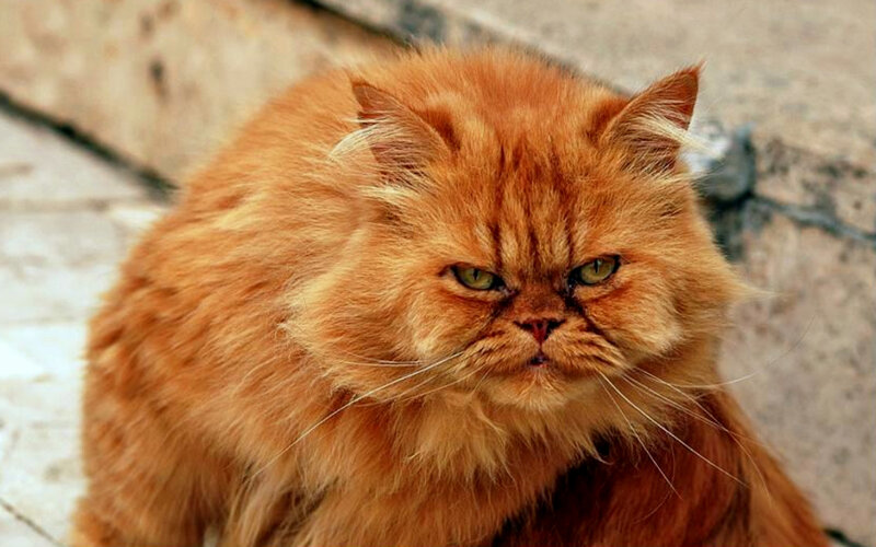 angry orange cat