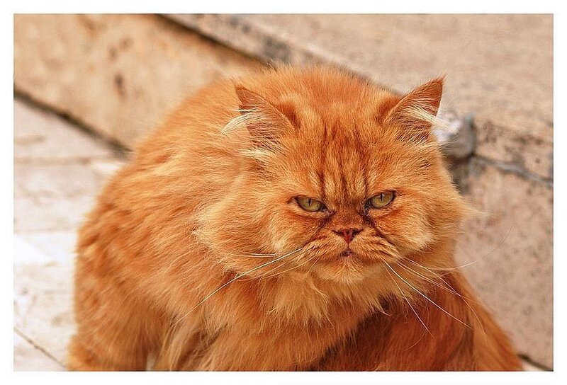 angry orange cat