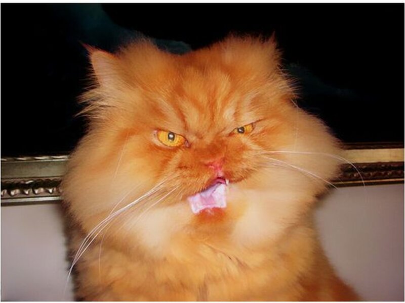 Angry Orange Cat — Aggressive, Photograph