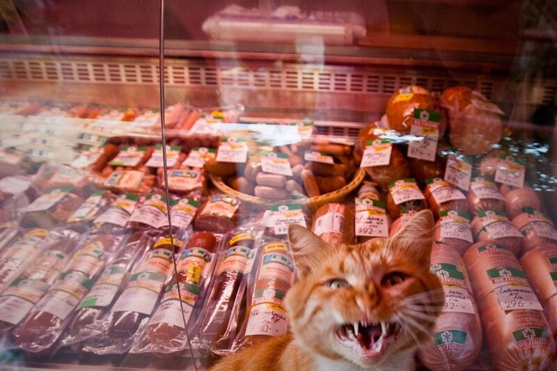 Angry Orange Cat — Aggressive