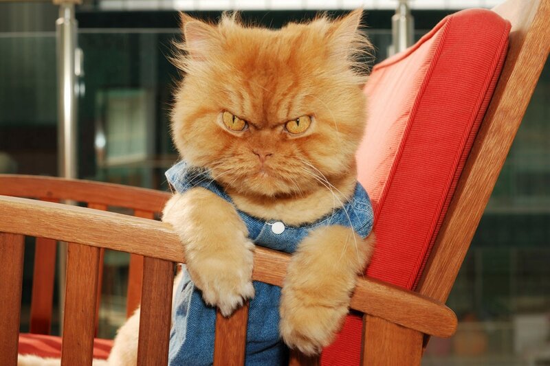 Angry Orange Cat — Grumpy