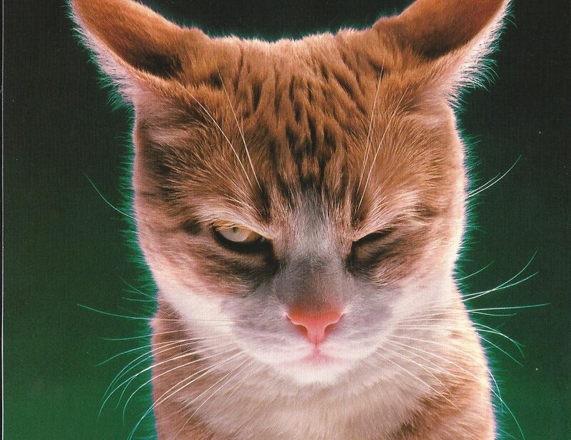 Angry Orange Tabby Cat — Brown