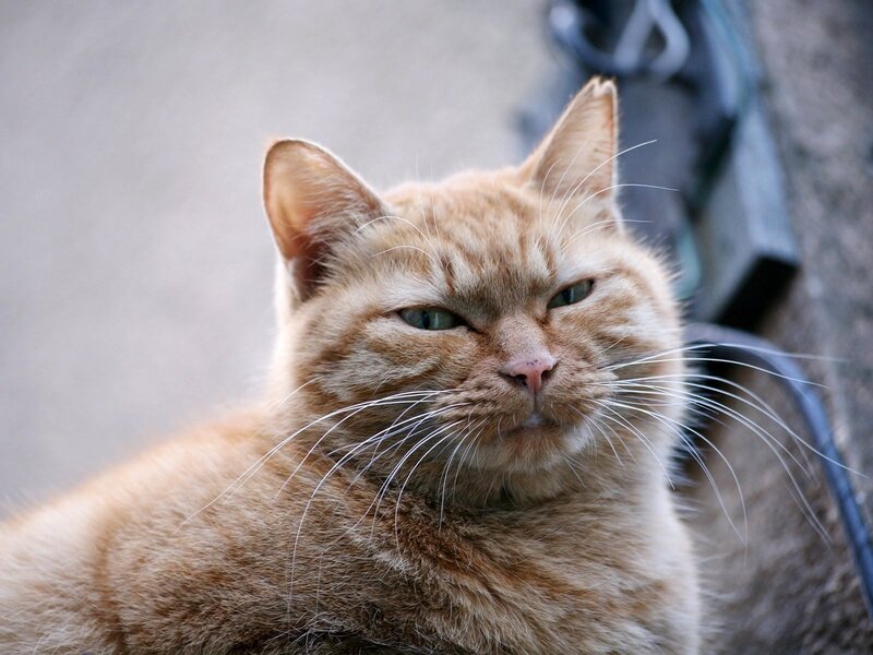 angry orange tabby cat
