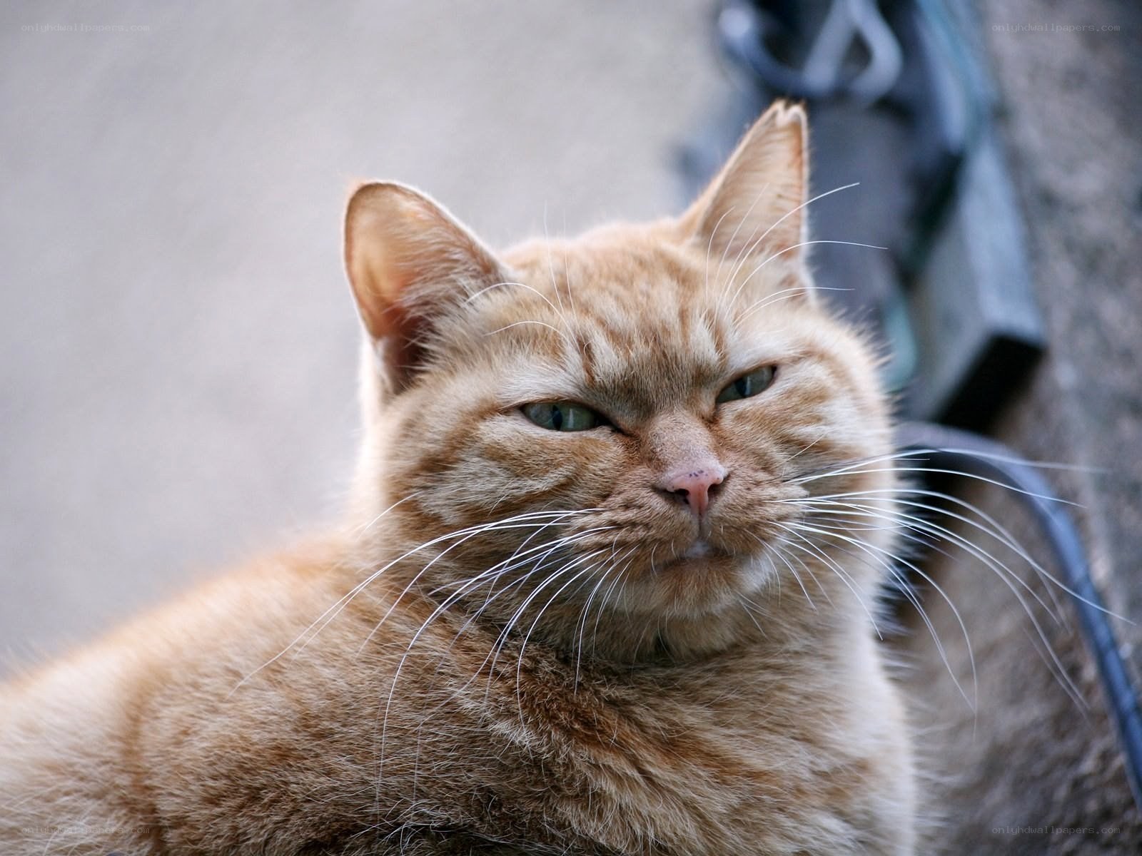 angry orange tabby cat