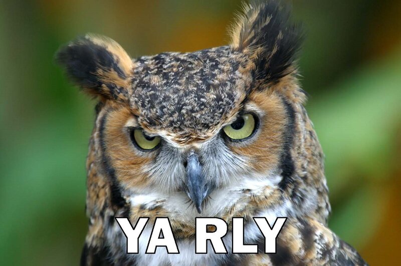 angry owl meme