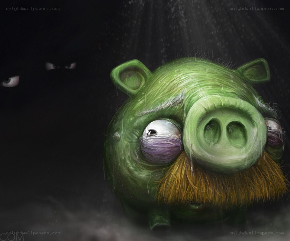 angry pig in the rain