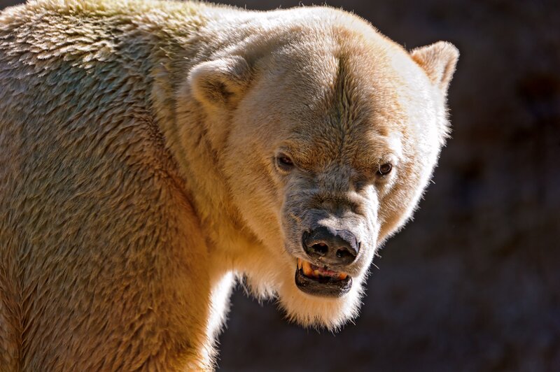 angry polar bear close-up