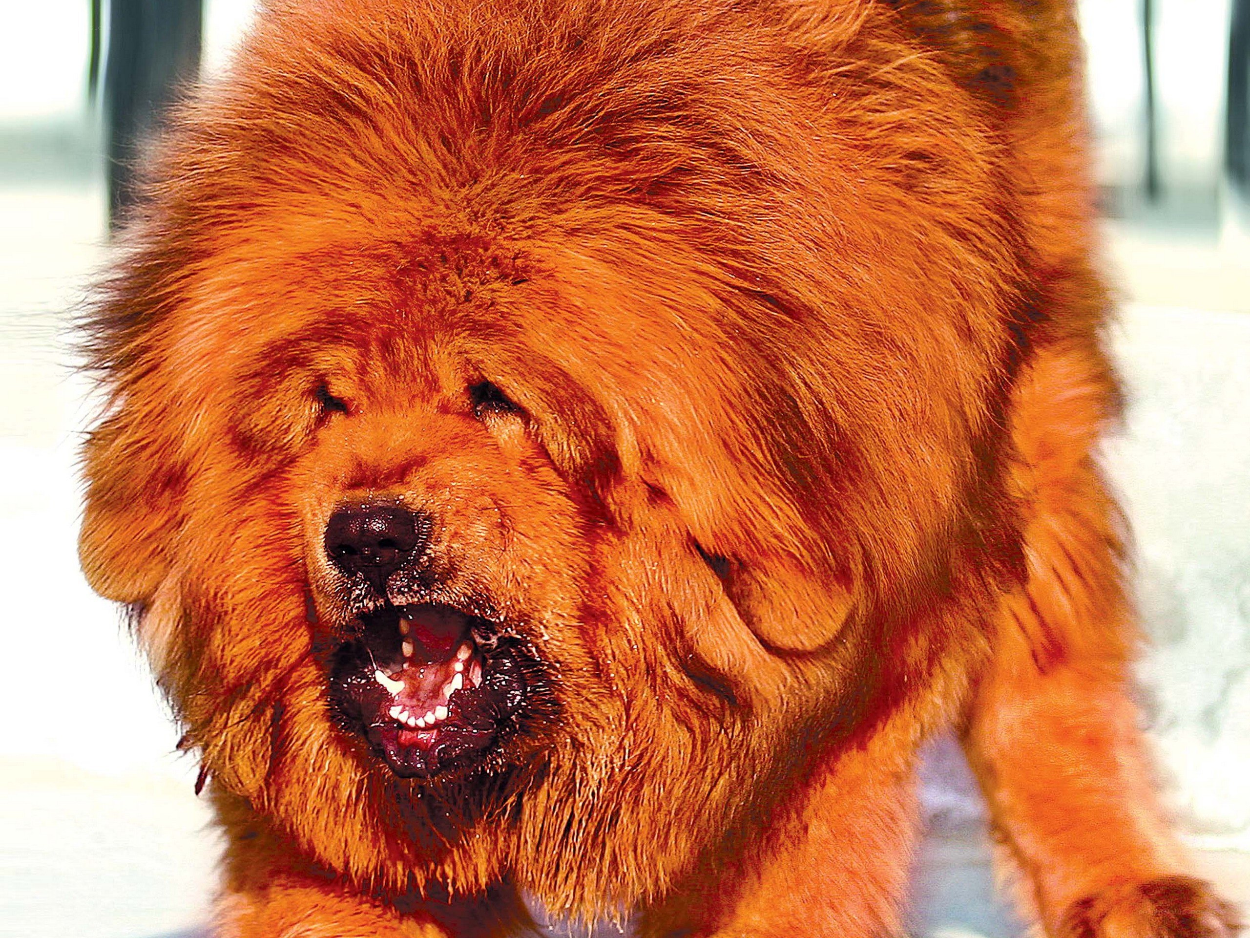 angry red Tibetan mastiff