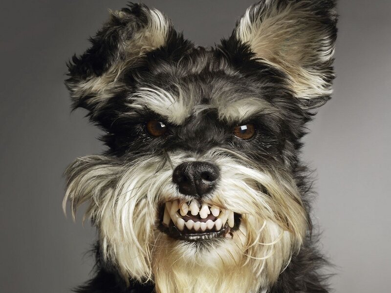 Angry Schnauzer Dog — Black, Intense, Photograph
