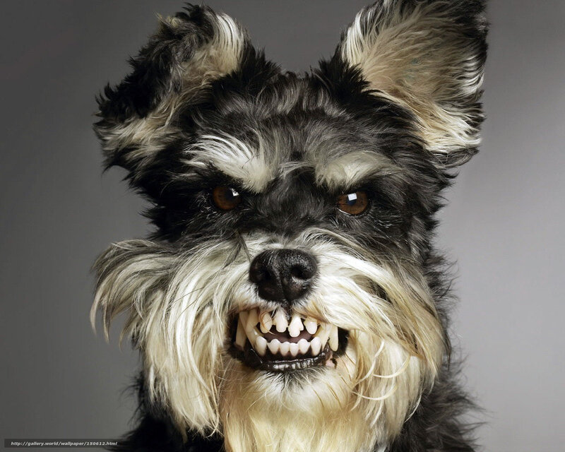 Angry Schnauzer Dog — Black, Intense